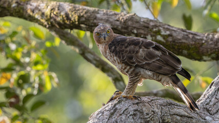 Wallace's hawk-eagle (Nisaetus nanus) perched on branch while eating prey