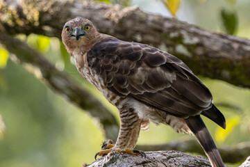 Wallace's hawk-eagle (Nisaetus nanus) perched on branch while eating prey
