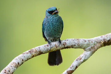 Verditer flycatcher perched on branch holding insect in beak