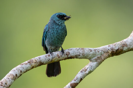 Verditer flycatcher perched on branch holding insect in beak