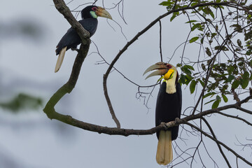 Wreathed hornbills perching on branch in tropical forest © alenthien