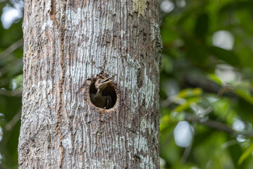 Orange-backed woodpecker building nest in tree hollow