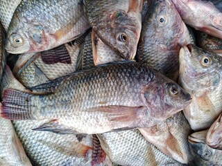 selective image of Fresh tilapia fish displayed for sale at a local seafood market. Multiple Nile tilapia arranged on stall showing natural color, scales, and texture. Concept of fresh seafood