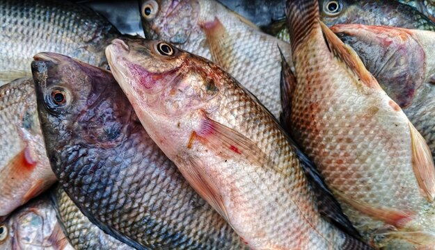 selective image of Fresh tilapia fish displayed for sale at a local seafood market. Multiple Nile tilapia arranged on stall showing natural color, scales, and texture. Concept of fresh seafood