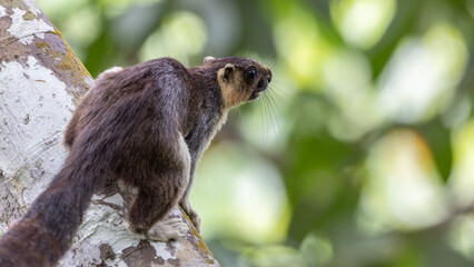 Cream-Colored Giant Squirrel moving on a tree branch, searching for food in lush green canopy