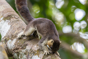 Cream-Colored Giant Squirrel moving on a tree branch, searching for food in lush green canopy