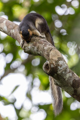 Cream-Colored Giant Squirrel moving on a tree branch, searching for food in lush green canopy