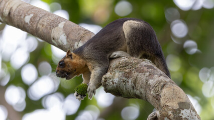 Cream-Colored Giant Squirrel moving on a tree branch, searching for food in lush green canopy