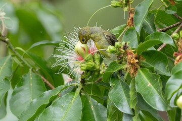 Spectacled Spiderhunter perched on a branch, highlighting its unique facial markings and long, curved bill.