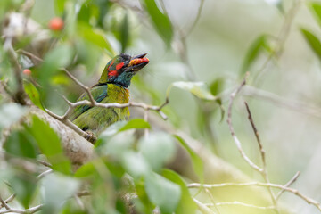 Colorful shot of a Blue-Eared Barbet perched on a branch, showcasing its striking blue ear patches, vibrant green body, and bold red forehead.
