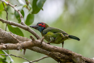Colorful shot of a Blue-Eared Barbet perched on a branch, showcasing its striking blue ear patches, vibrant green body, and bold red forehead.