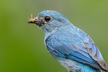 Verditer flycatcher perched on branch holding insect in beak