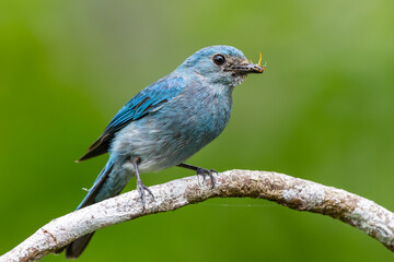 Verditer flycatcher perched on branch holding insect in beak