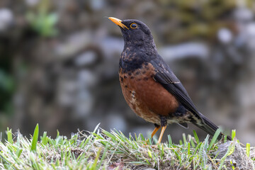 Bornean Island thrush standing on grass patch