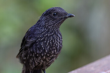 Close-up of a Bornean whistling thrush showcasing its distinctive speckled plumage while perched on a wooden railing