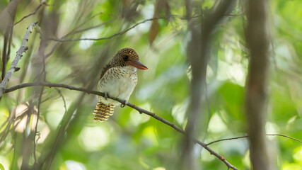 Female Banded kingfisher (Lacedo pulchella) perching on tree branch