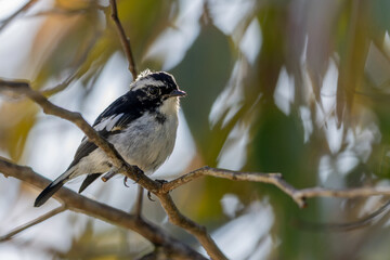 Obraz premium Little Pied Flycatcher on perched on a tree branch found in Borneo
