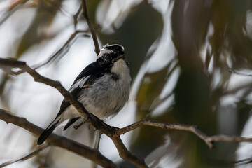 Obraz premium Little Pied Flycatcher on perched on a tree branch found in Borneo