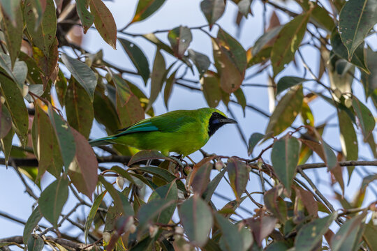 Bornean leafbird displaying its vibrant plumage while perched on a branch