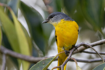 Grey-chinned minivet displaying its vibrant plumage while perched on a branch