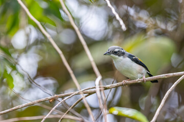 White-browed Shrike-babbler displaying its vibrant plumage while perched on a branch