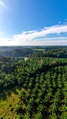Naklejka premium Aerial view a vivid contrast between a palm plantation and a lush forest
