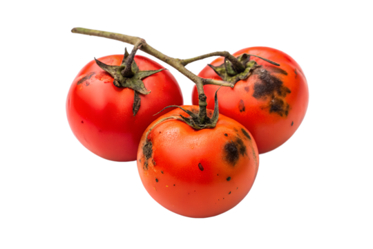 Ripe Tomatoes with Early Blight Damage Understanding and Managing Disease in Garden Produce