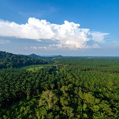 Naklejka premium Aerial view a vivid contrast between a palm plantation and a lush forest
