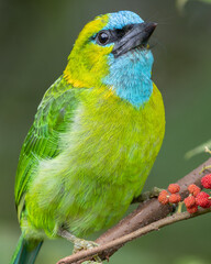 Golden-naped barbet displaying its vibrant plumage while perched on a branch