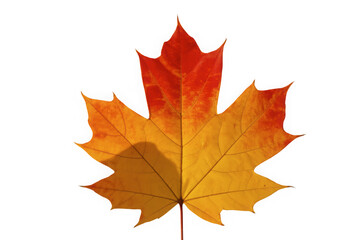 Obraz premium Vibrant autumn maple leaf with red and orange hues isolated on transparent background