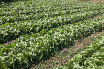 rows of cabbage in garden