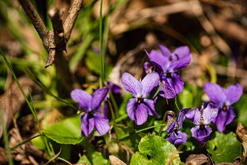 Colorful violet flowers surrounded by lush green grass in a sunny spring setting