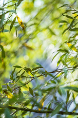 Soft sunlight dances on lush green leaves, creating a peaceful atmosphere in nature's embrace