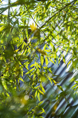 Vibrant green leaves sway softly in the breeze, illuminated by warm sunlight in a peaceful place