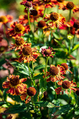 A lively garden filled with orange and red flowers attracts bees on a sunny day
