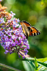 A butterfly dances among blooming blue Buddleja flowers in a sunny garden during summer
