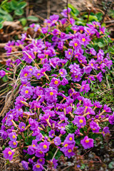 Purple flowers with yellow centers thrive in the garden, showcasing nature's beauty