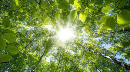 Bright sunlight filters through lush green leaves in serene forest