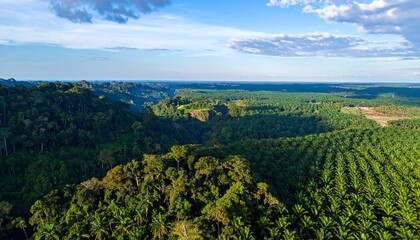 Obraz premium Aerial view a vivid contrast between a palm plantation and a lush forest