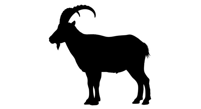 Silhouette of a majestic ibex with large curved horns standing on a white background