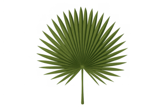 Green tropical fan palm leaf providing natural foliage for design elements and exotic decor on transparent background