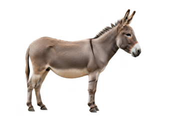 Detailed close-up of a donkey equus asinus farm animal livestock mammal mule burro equidae stock image photography isolated on transparent background