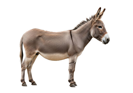 Detailed close-up of a donkey equus asinus farm animal livestock mammal mule burro equidae stock image photography isolated on transparent background