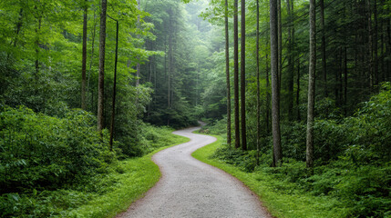 Fototapeta premium Winding trail through lush green forest, surrounded by tall trees and vibrant foliage