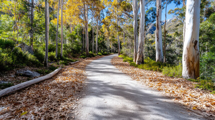 Gentle trail through eucalyptus trees with dry leaves creates serene atmosphere