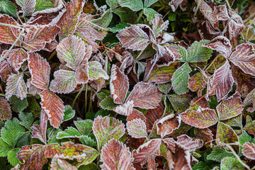 Delicate frost adorns vibrant autumn leaves, creating a stunning display of nature's artistry