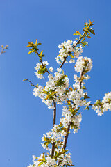 White cherry blossoms flourish under a sunny sky, signaling the arrival of spring
