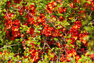 Obraz premium Vivid chaenomeles flowers create a stunning display in the garden, showcasing nature's beauty