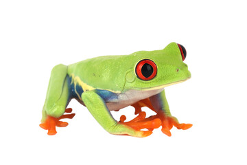 Red-eyed tree frog (Agalychnis callidryas) isolated on transparent background. Bright green tropical amphibian with vivid red eyes and orange feet, symbolizing exotic wildlife and biodiversity.