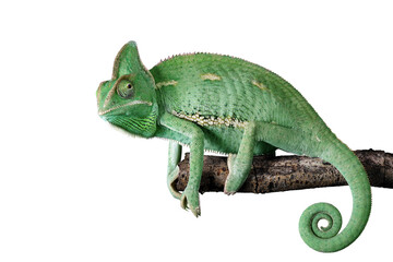 Veiled chameleon (Chamaeleo calyptratus) is a species of chameleon native to Yemen and Saudi Arabia.
